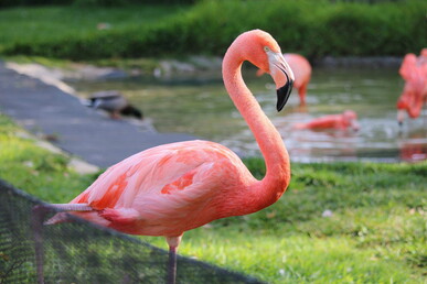 Flamingo-Frühstücksgottesdienst 16.10.22